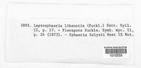 Leptosphaeria libanotis image